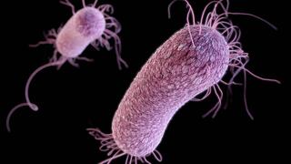 Pseudomonas aeruginosa-Bakterien in 3D