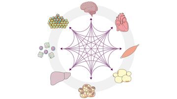 Schematische Darstellung von kreisförmig angeordneten Organen und Geweben, die mit allen anderen über ein Netzwerk von Pfeilen verbunden sind.